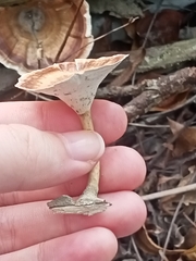 Microporus xanthopus