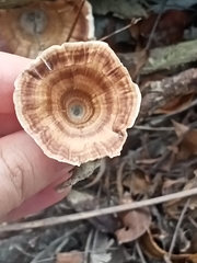 Microporus xanthopus