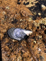 Mytilidae