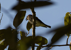 Muscicapa griseisticta