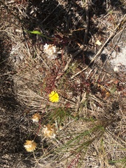 Ursinia paleacea