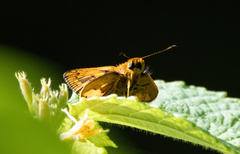 Taractrocerini