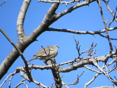 Columbina picui