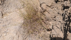 Lavandula subnuda