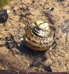 Austrocochlea porcata