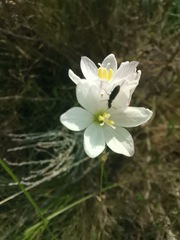 Ixia orientalis