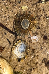 Cellana tramoserica