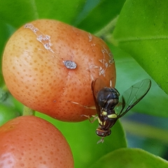 Bactrocera neohumeralis
