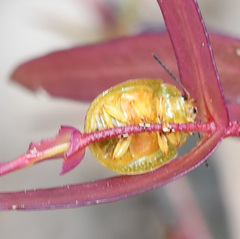 Paropsisterna fastidiosa