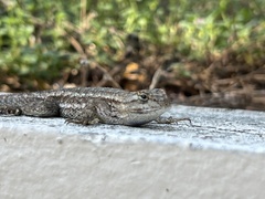 Sceloporus occidentalis