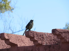 Mimus saturninus