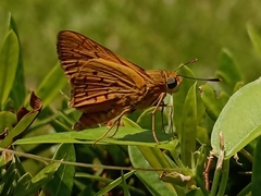 Cephrenes trichopepla