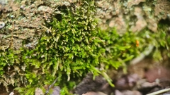 Racopilum cuspidigerum