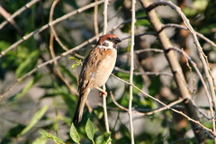 Passer montanus
