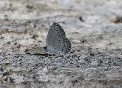 Celastrina philippina
