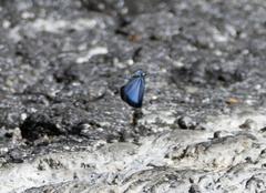 Celastrina philippina