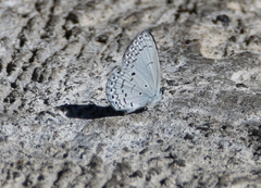 Celastrina philippina