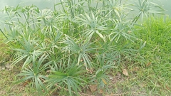 Cyperus alternifolius