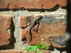 Trachylepis punctatissima