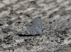 Celastrina philippina
