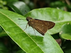 Borbo cinnara