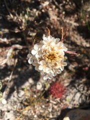 Ursinia paleacea