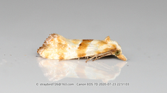 Cochylimorpha cuspidata