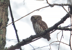 Glaucidium passerinum