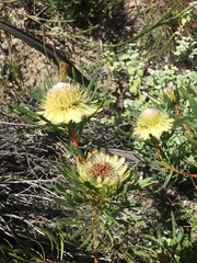 Protea scolymocephala