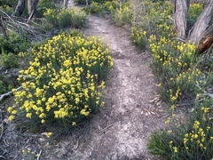 Glischrocaryon behrii