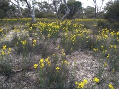 Glischrocaryon behrii