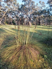 Xanthorrhoea caespitosa