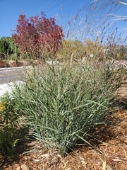 Panicum