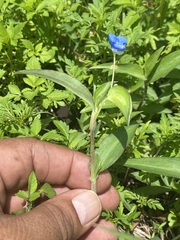 Commelina diffusa