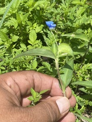 Commelina diffusa