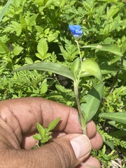 Commelina diffusa