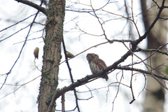 Glaucidium passerinum