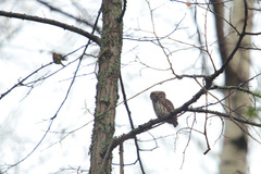Glaucidium passerinum