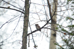 Glaucidium passerinum