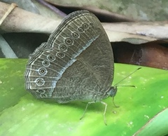 Mycalesis janardana