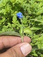 Commelina diffusa