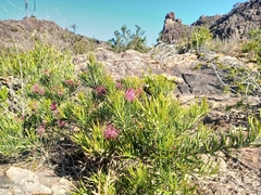 Grevillea confertifolia
