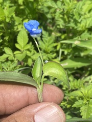 Commelina diffusa
