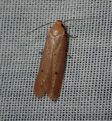 Platoloncha psamathina