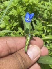 Commelina diffusa
