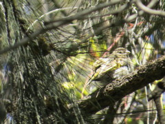 Sicalis flaveola