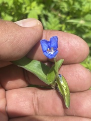 Commelina diffusa