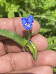 Commelina diffusa