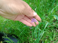 Arthropodium strictum