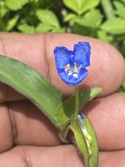 Commelina diffusa